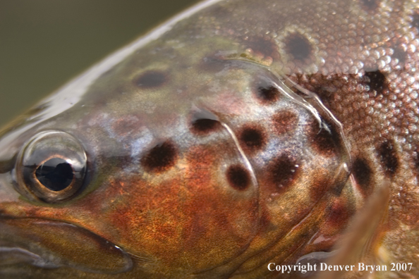 Close-up of Laguna brown trout.