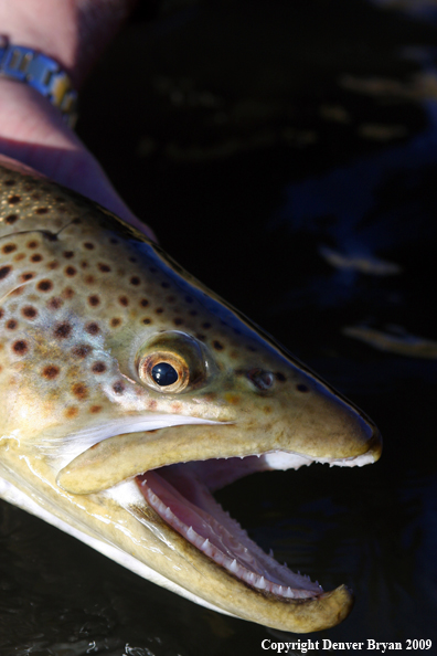 Large male brown trout