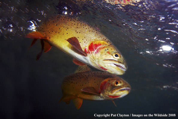 Cutthroat Trout