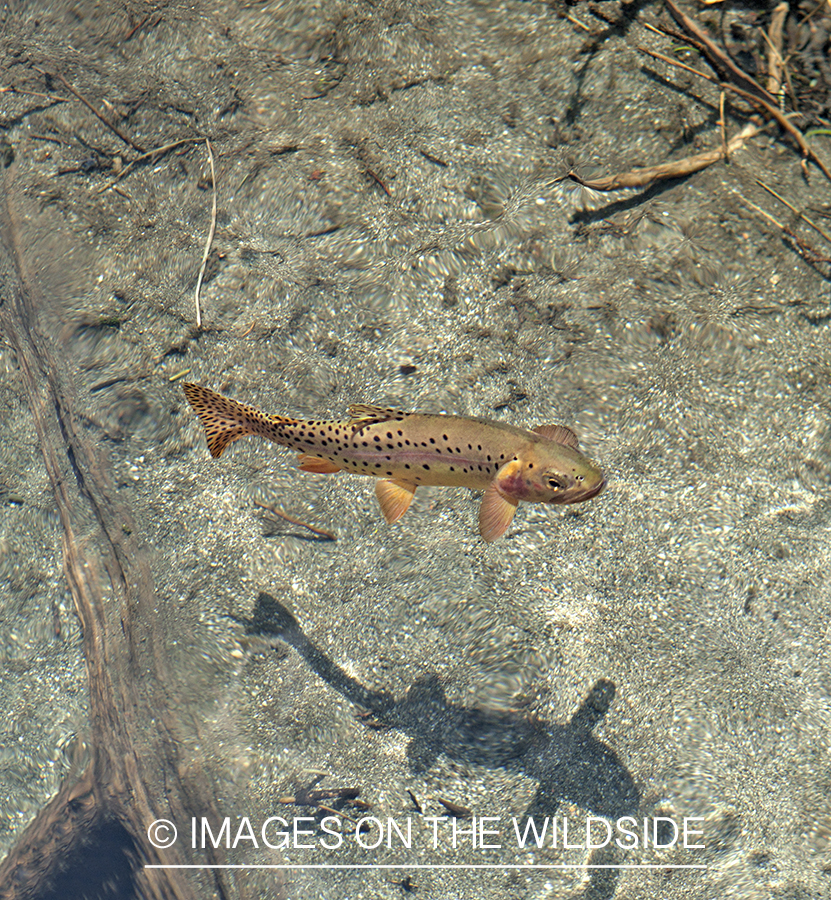 Golden Trout