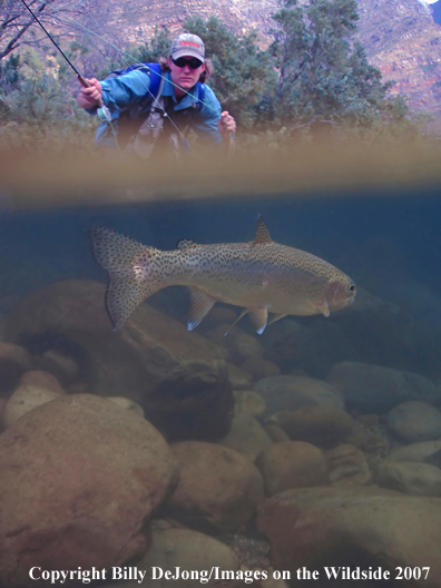 Underwater rainbow trout with flyfisherman above