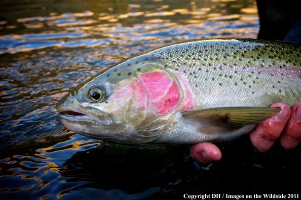 Steelhead trout. 