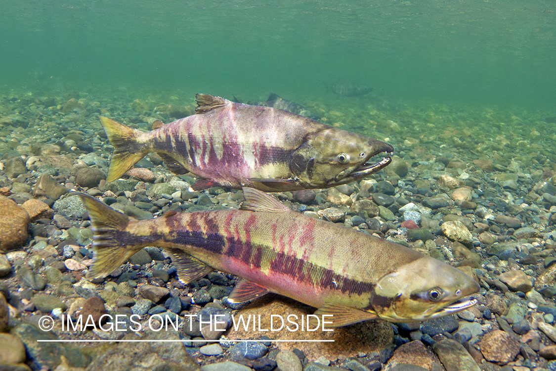 Chum Salmon. 