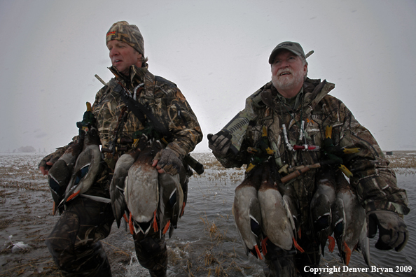 Waterfowl hunters with killed mallard ducks.