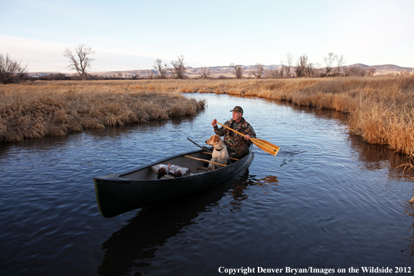 Duck hunter and yellow labrador retriever in canoe. 