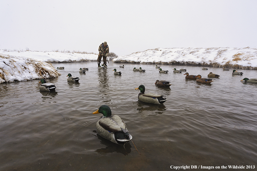 Waterfowl hunter setting decoys.