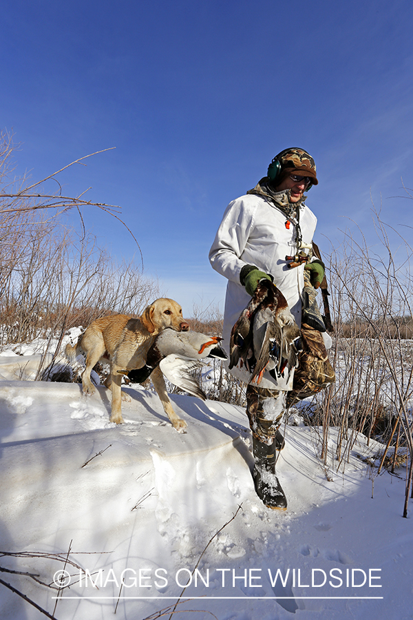 Waterfowl hunter and yellow labrador with bagged mallards in field.