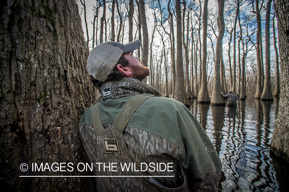 Duck hunter in flooded timber.