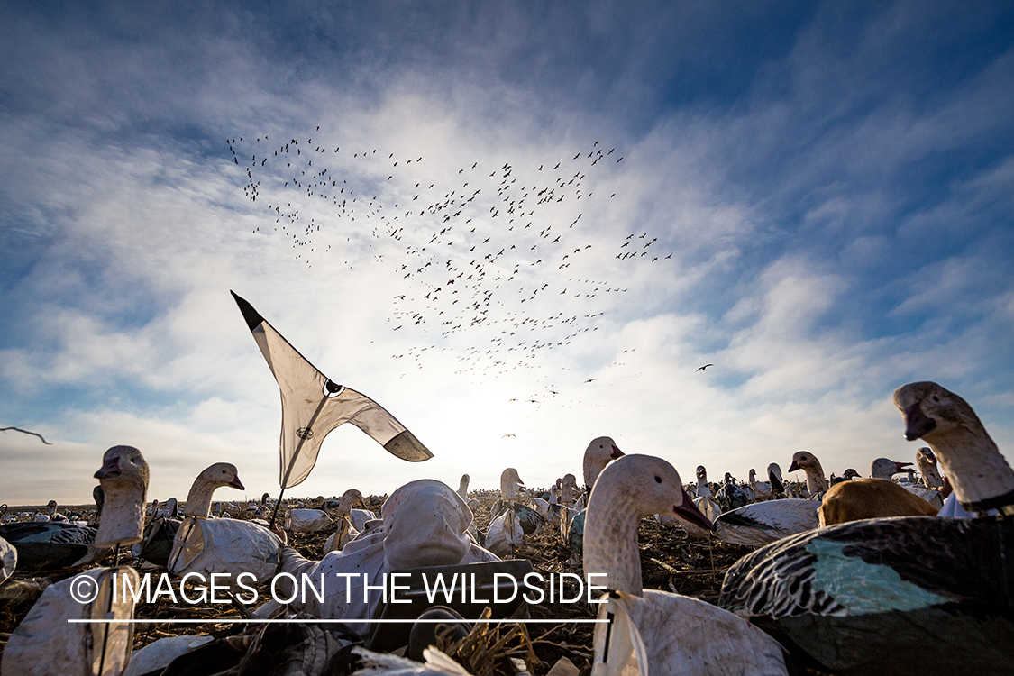 Hunter decoying geese.