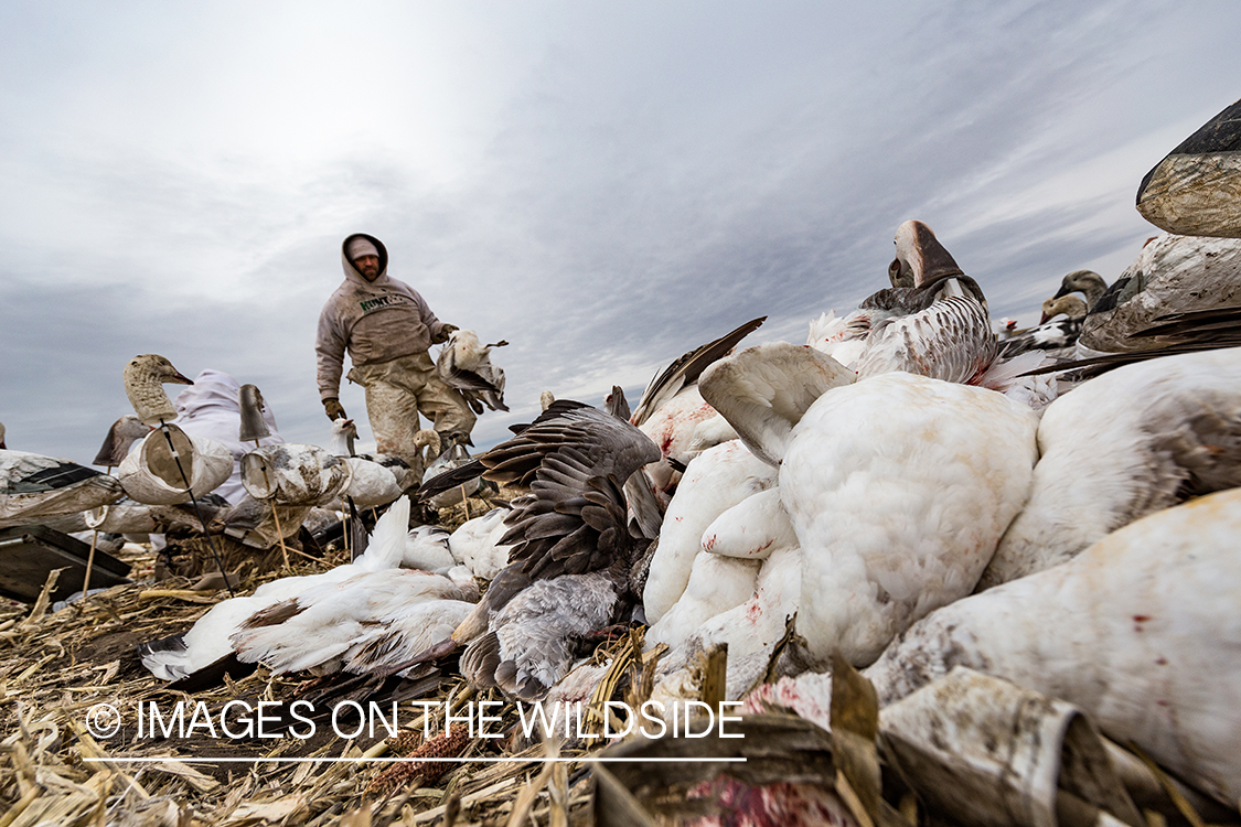 Hunter in field with newly bagged geese.