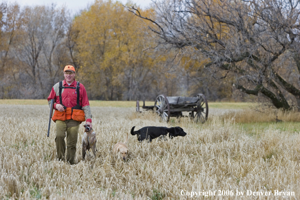 Upland hunter in field carrying bagged ring-necked pheasant.