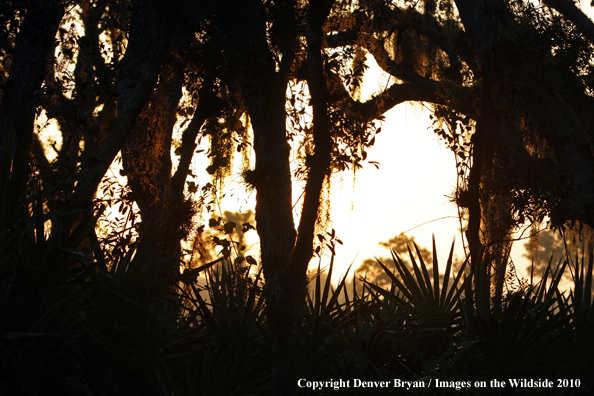 Florida Quail Hunting Foliage