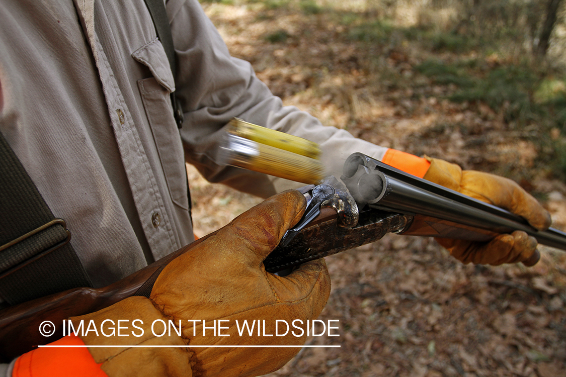 Bobwhite quail hunter with shotgun expelling shells.