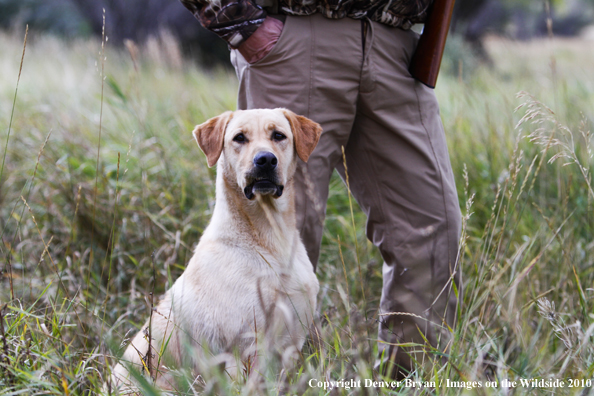 Dove Hunting