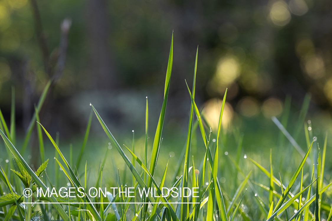 Dew on blades of grass.