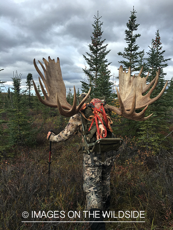 Hunters packing out Alaskan moose.