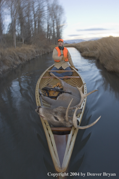 Woman big game hunter paddling canoe with bagged white-tailed deer in bow.