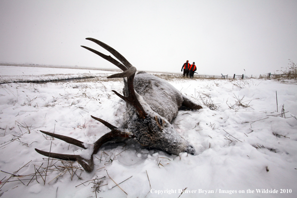 Father and son walking up on son's downed white-tail buck 