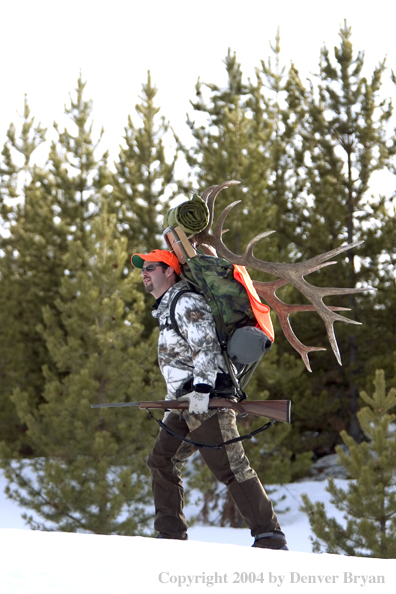 Big game hunter packing elk rack out on snowshoes.