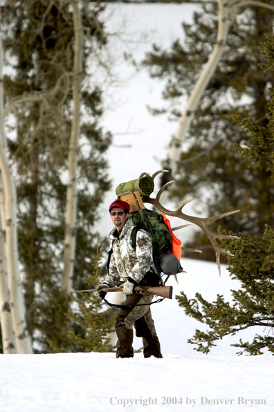 Big game hunter packing elk rack out on snowshoes.