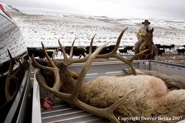 Field dressed bull elk in back of truck.