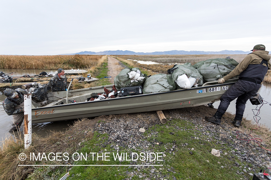 Hunting Tundra Swans and Ducks in Bear River region in Utah.