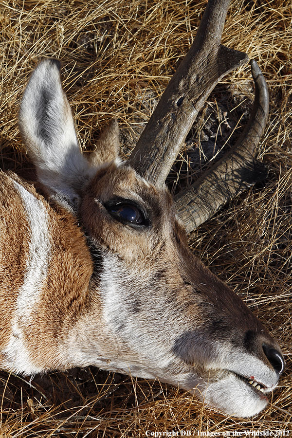 Close-up of downed pronghorned buck.