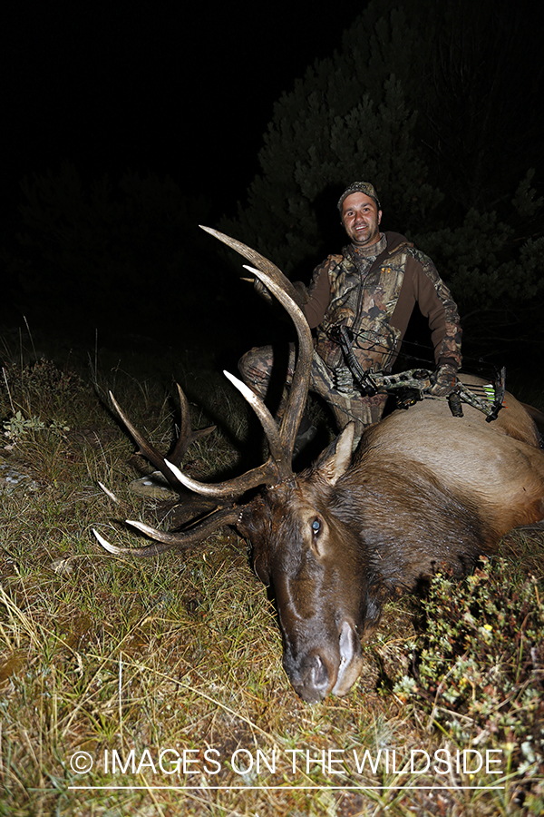 Hunter with down bull elk. 