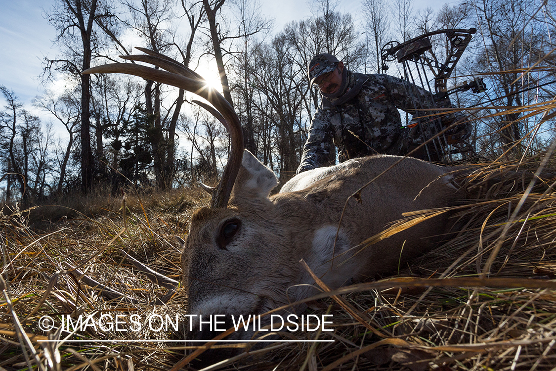 Bow hunter approaching downed white-tailed deer.