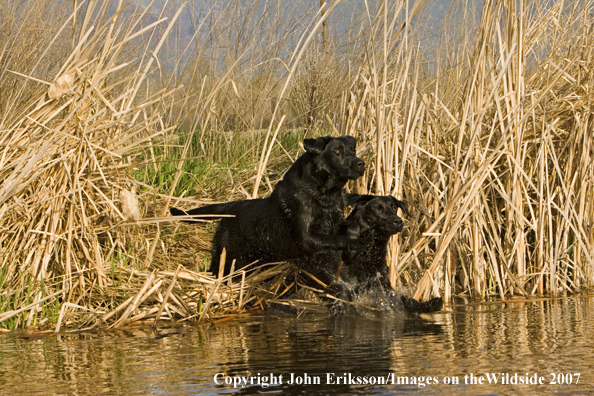 Black Labrador Retrievers