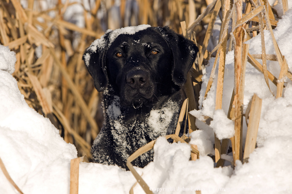 Black Labrador Retriever in field