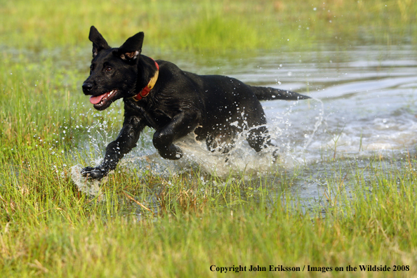 Black Labrador Retriever in field