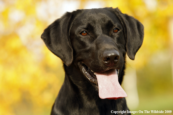 Black Labrador Retriever