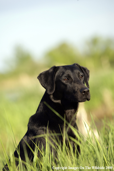 Black Labrador Retriever in field