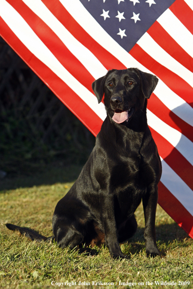 Black Labrador Retriever by flag