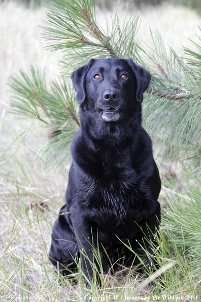 Black Labrador Retriever.