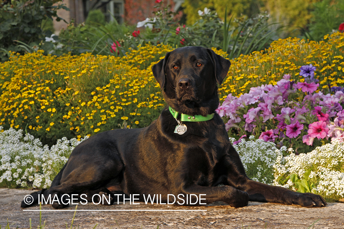 Black Labrador Retriever