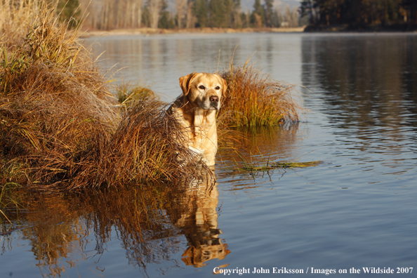 Yellow Labrador Retriever in field