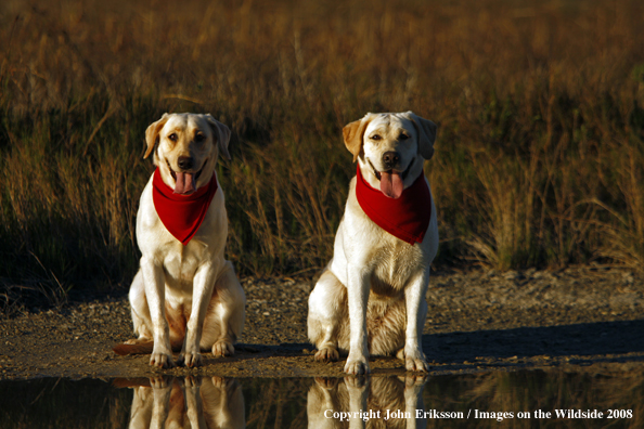 Yellow Labrador Retrievers in field