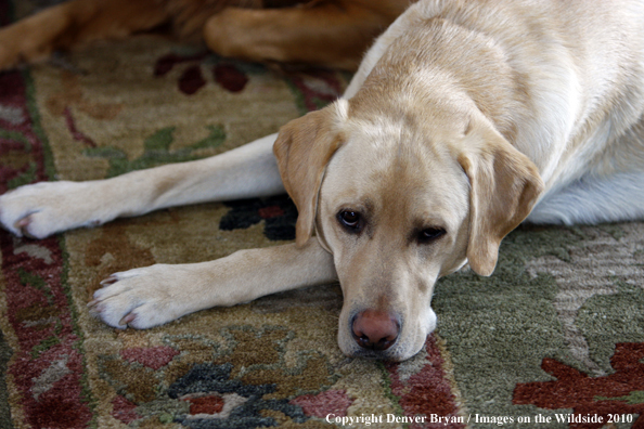 Yellow Labrador Retriever