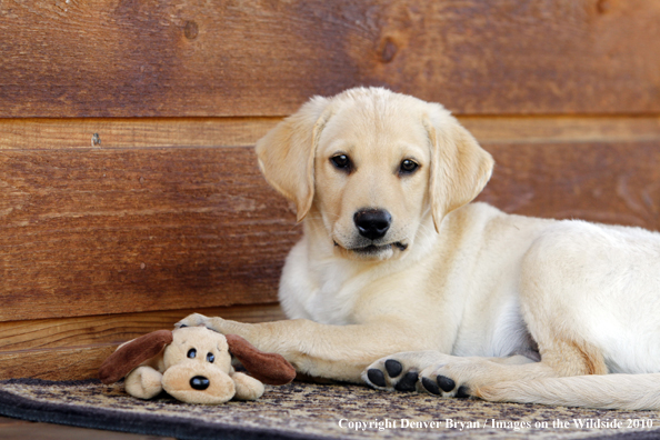 Yellow Labrador Retriever Puppy with toy