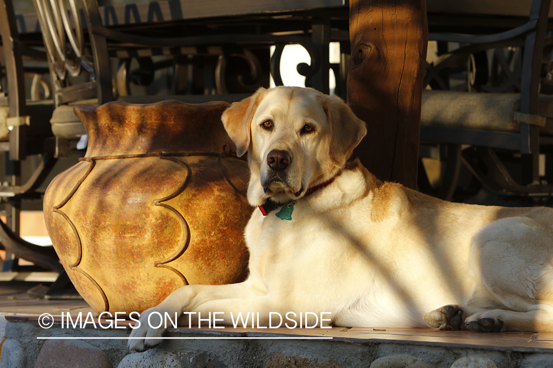 Yellow lab on deck.