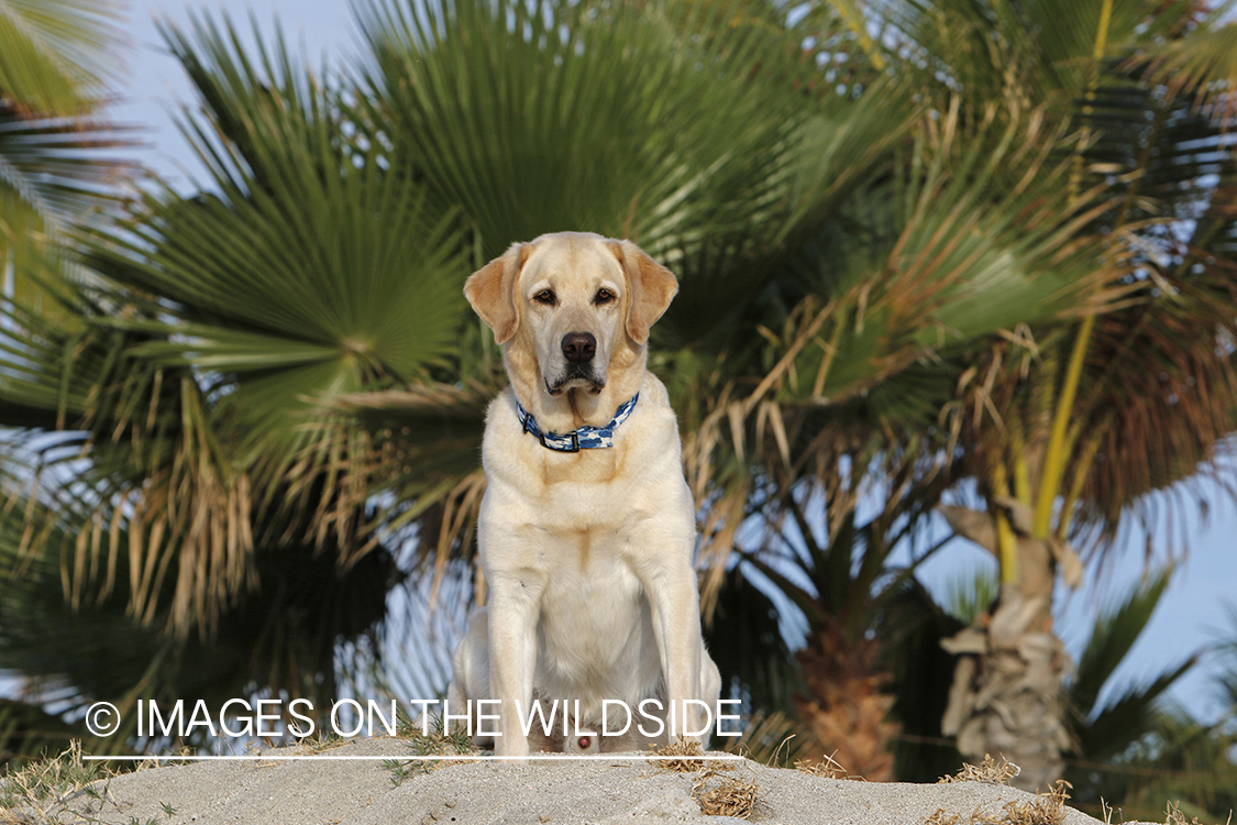 Yellow lab sitting on sand looking out.