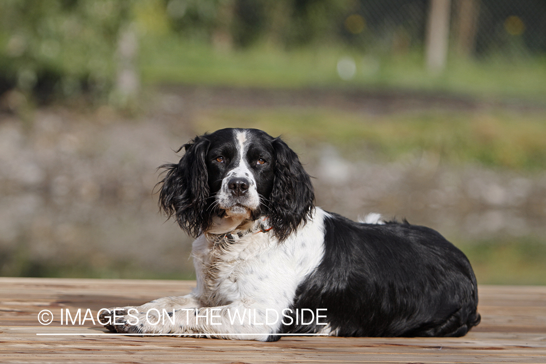 English Springer Spaniel