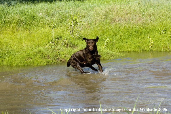 Chocolate Labrador Retriever