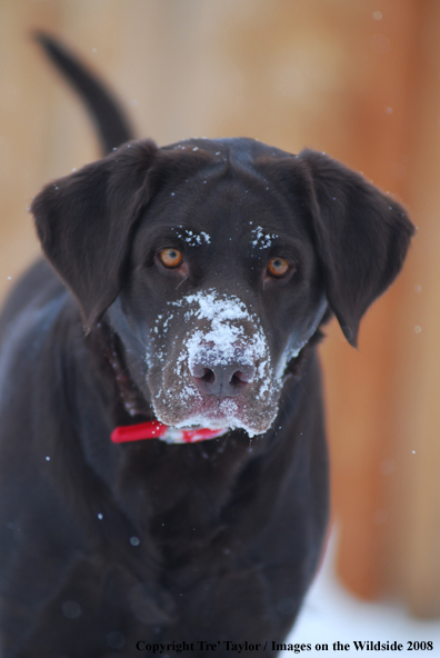 Chocolate Labrador Retriever in snow