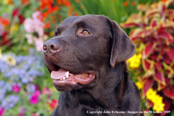 Chocolate Labrador Retriever 