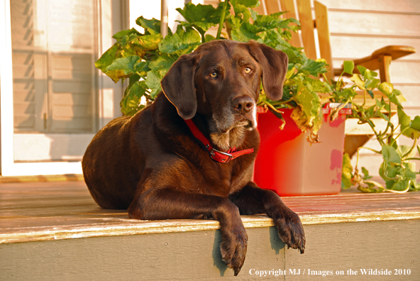 Chocolate Labrador Retriever