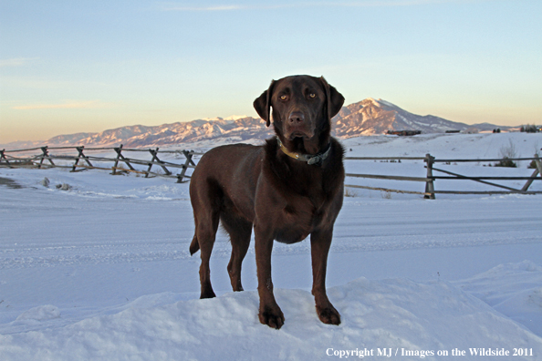 Chocolate Labrador Retriever