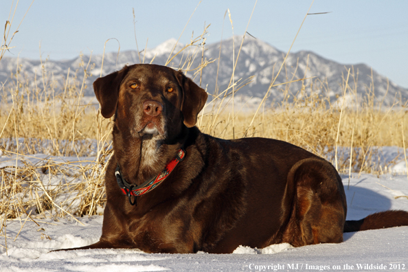 Chocolate Labrador Retriever in winter. 